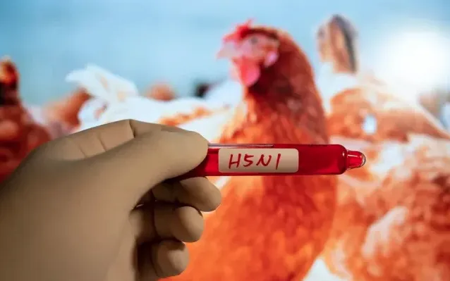 cum-gia-cam-h5n1-anh-huong-the-gioi-tai-viet-nam-30-000-con-ga-tu-hai-trang-trai-ga-o-hung-yen-va-bac-giang-da-bi-tieu-huy-dich-benh-cung-duoc-bao-cao-o-nhat-ban