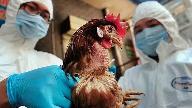 cum-gia-cam-h5n1-anh-huong-the-gioi-tai-viet-nam-30-000-con-ga-tu-hai-trang-trai-ga-o-hung-yen-va-bac-giang-da-bi-tieu-huy-dich-benh-cung-duoc-bao-cao-o-nhat-ban