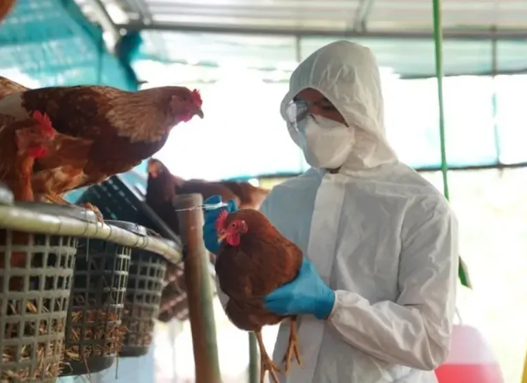 cum-gia-cam-h5n1-anh-huong-the-gioi-tai-viet-nam-30-000-con-ga-tu-hai-trang-trai-ga-o-hung-yen-va-bac-giang-da-bi-tieu-huy-dich-benh-cung-duoc-bao-cao-o-nhat-ban